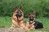BERGER ALLEMAND 1422